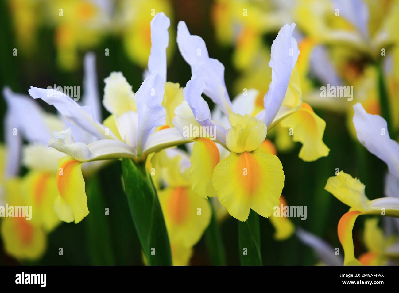 Blühende Blüten (Flagge, Gladdon, Fleur-de-LIS), aus der Nähe wunderschöne bunte Blüten von Iris, die an einem sonnigen Tag im Garten blühen Stockfoto