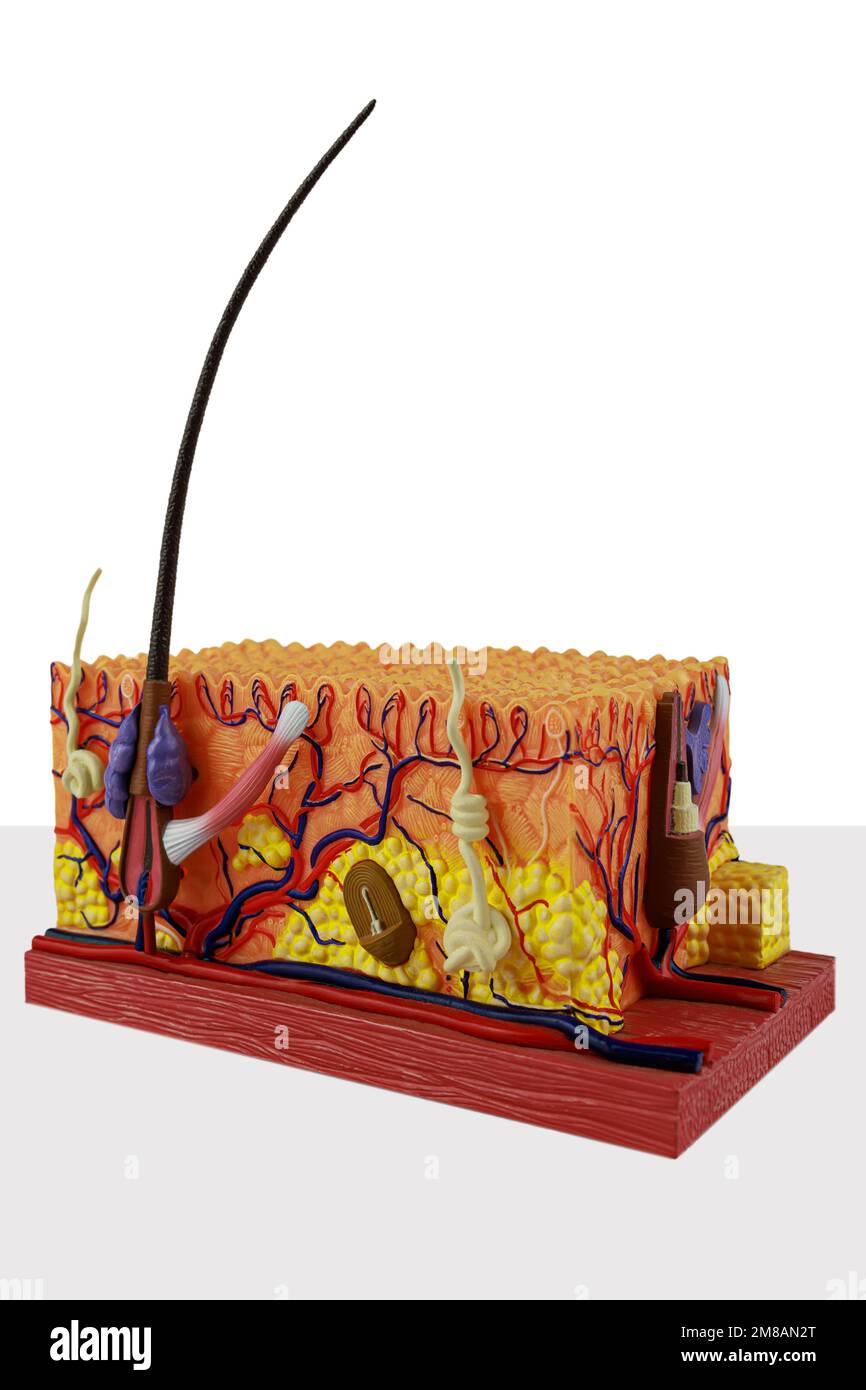 Anatomisches Modell der menschlichen Haut im Schnitt. Hautmodell mit Dermisschichten und Haarfollikel Stockfoto