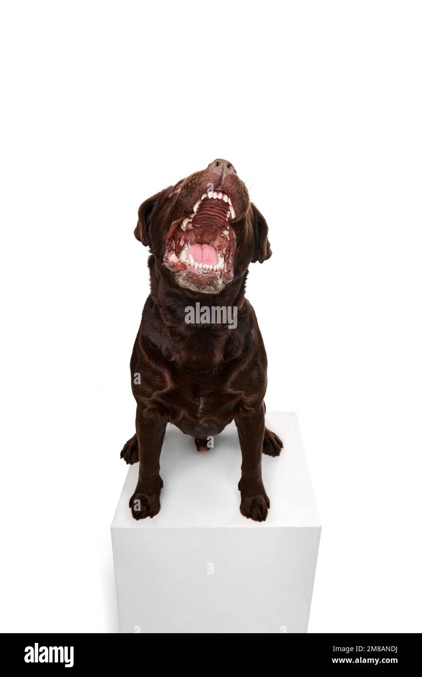 Großer, offener Mund. Studiofoto eines wunderschönen braunen Labrador-Hundes, der auf weißem Studiohintergrund posiert. Konzept von Haustieren, Haustieren, Pflege Stockfoto