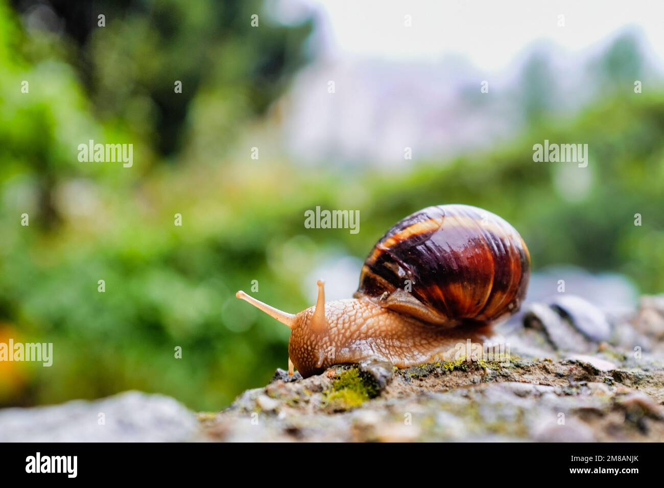 Traubenschnecke (Helix pomatia) oder burgunderrote Schnecke oder römische Schnecke. Selektiver Fokus Stockfoto