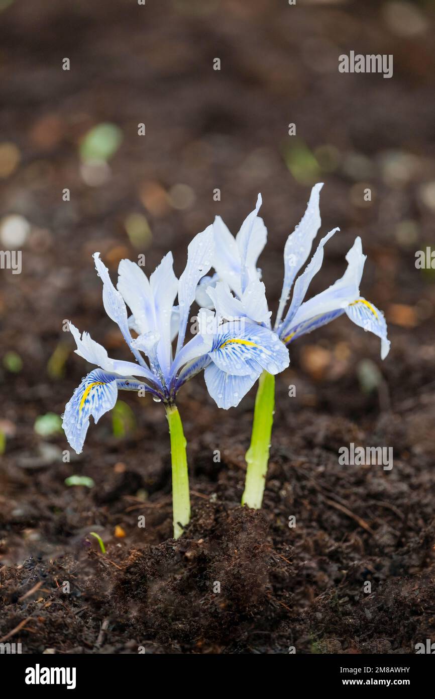 Iris Katharine Hodgkin, Iris Histriodes Katharine Hodgkin, vertikulierter Zwergbulbus, blassblaue Blumen, fällt stark von tieferem Blau, markiert Stockfoto