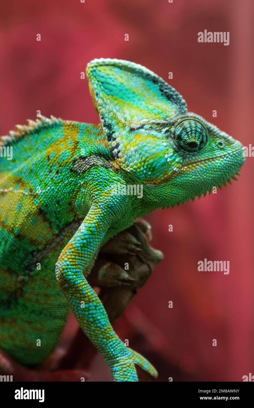 Das grüne Chamäleon Chamaeleonidae ist eine Familie von Eidechsen, die ihre Körperfarbe ändern können. Helles Porträt eines Tieres. Eidechse. Stockfoto