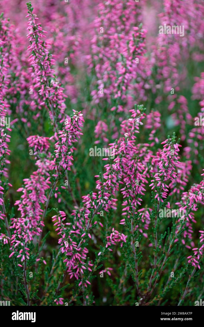 Calluna vulgaris Selma, Garden Girls Series, Heidekraut Selma, immergrüner Strauch mit dichten roten Knospen Stockfoto