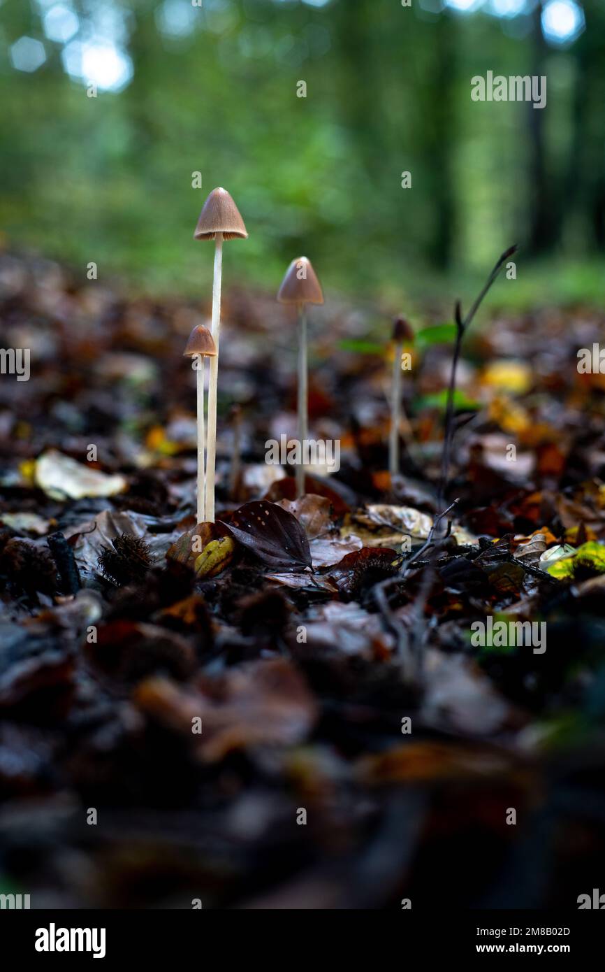 Pilze im Wald Stockfoto