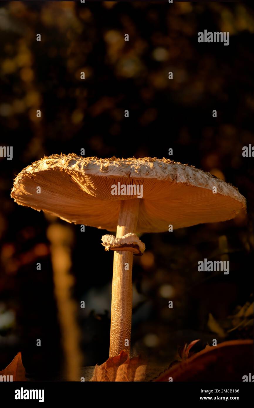 Der große Sonnenschirmpilz, Macrolepiota Procera, ein sehr großer Pilz, den man dieses Jahr oft gesehen und fotografiert hat. Das war danach im Wald in der Stockfoto