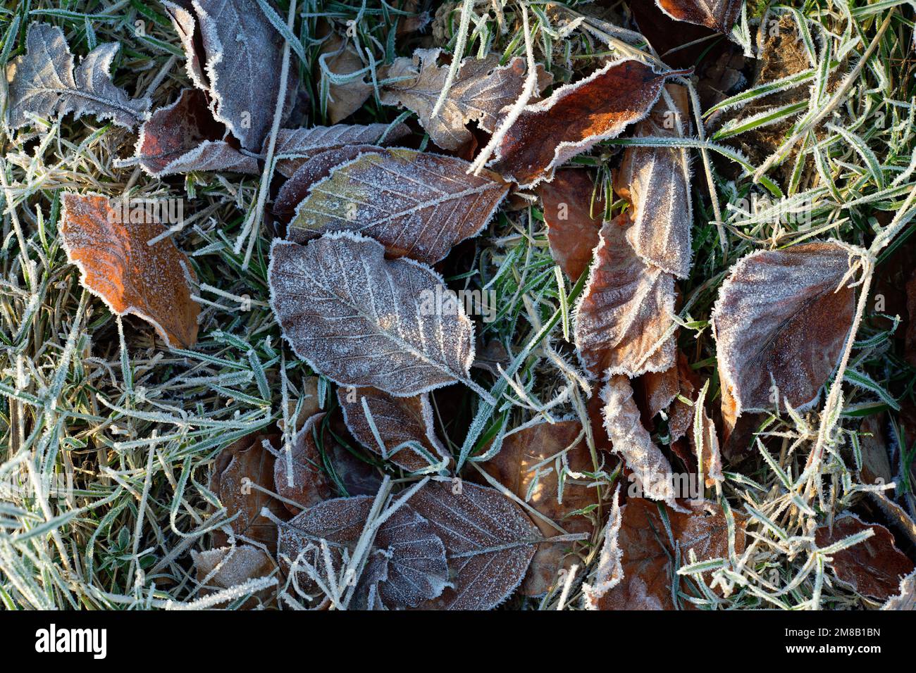 Frostblätter auf dem Boden. Ein kalter und frostiger Winter, Nahaufnahme aus Blättern und Gras. Stockfoto