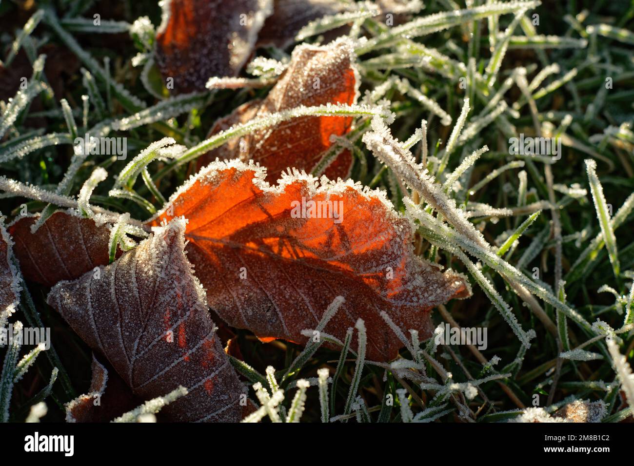 Frostblätter auf dem Boden. Ein kalter und frostiger Winter, Nahaufnahme aus Blättern und Gras. Stockfoto