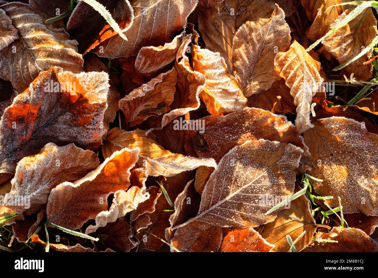 Frostblätter auf dem Boden. Ein kalter und frostiger Winter, Nahaufnahme aus Blättern und Gras. Stockfoto