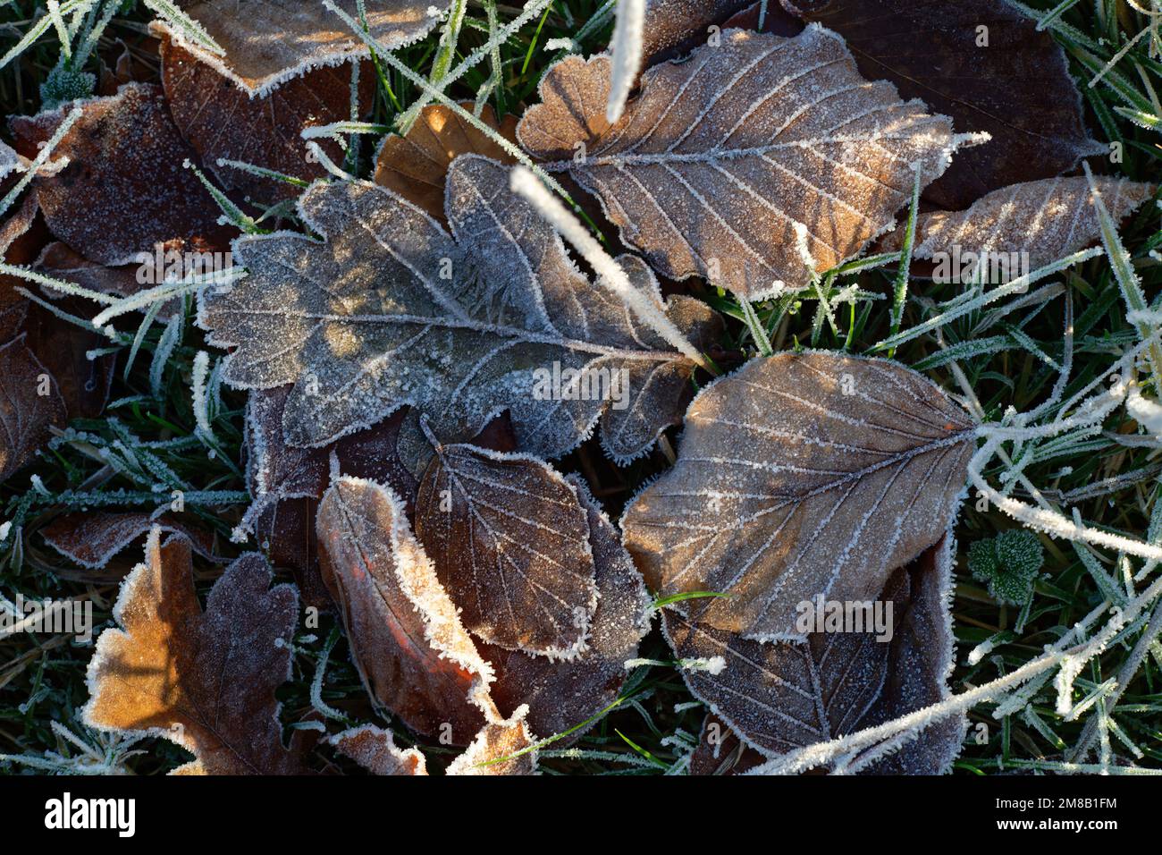 Frostblätter auf dem Boden. Ein kalter und frostiger Winter, Nahaufnahme aus Blättern und Gras. Stockfoto