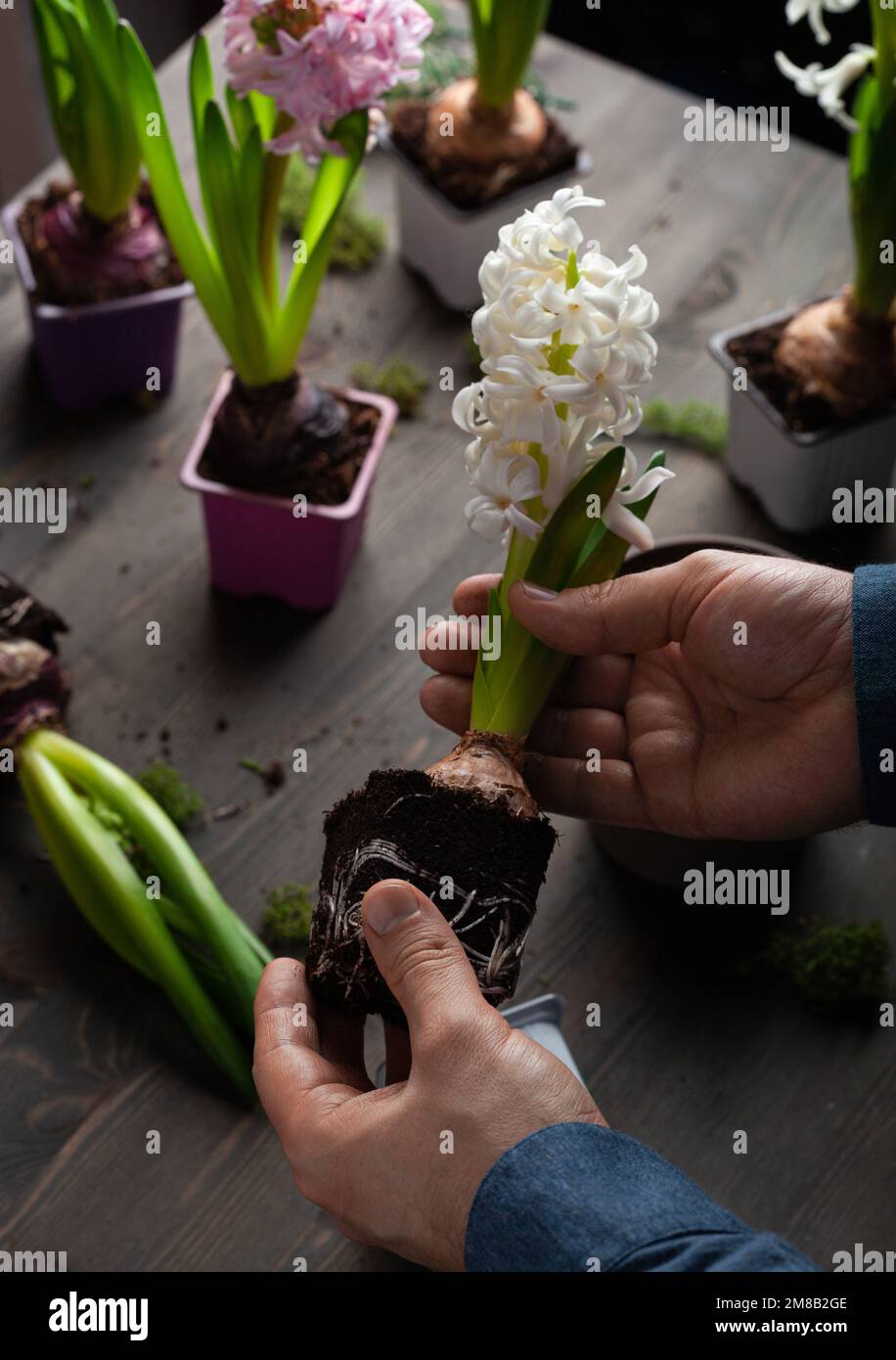 Männlicher Gärtner pflanzt Winter- oder Frühlingsblumen Hyazinthen auf schwarzem Hintergrund Stockfoto