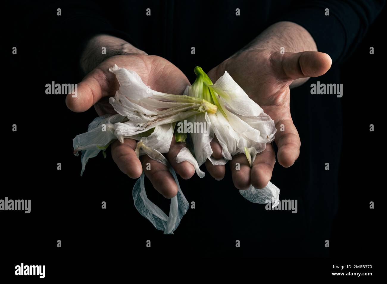 Die Hand des Menschen hält die verwelkte Blume, das Konzept der melancholischen Traurigkeit, Müdigkeit, Verzweiflung oder Depression Stockfoto