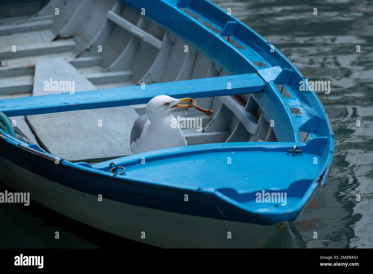 Möwe Stockfoto