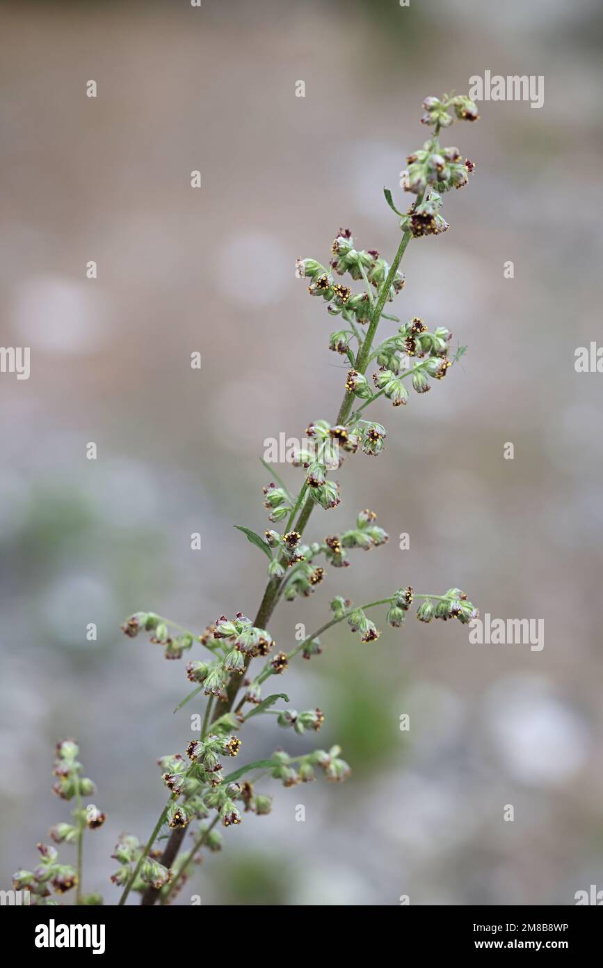 Artemisia vulgaris, als gemeinsame Beifuß bekannt, Riverside Wermut, elon Kraut, Chrysantheme Unkraut- oder wilder Wermut, eine traditionelle Heilpflanze Stockfoto