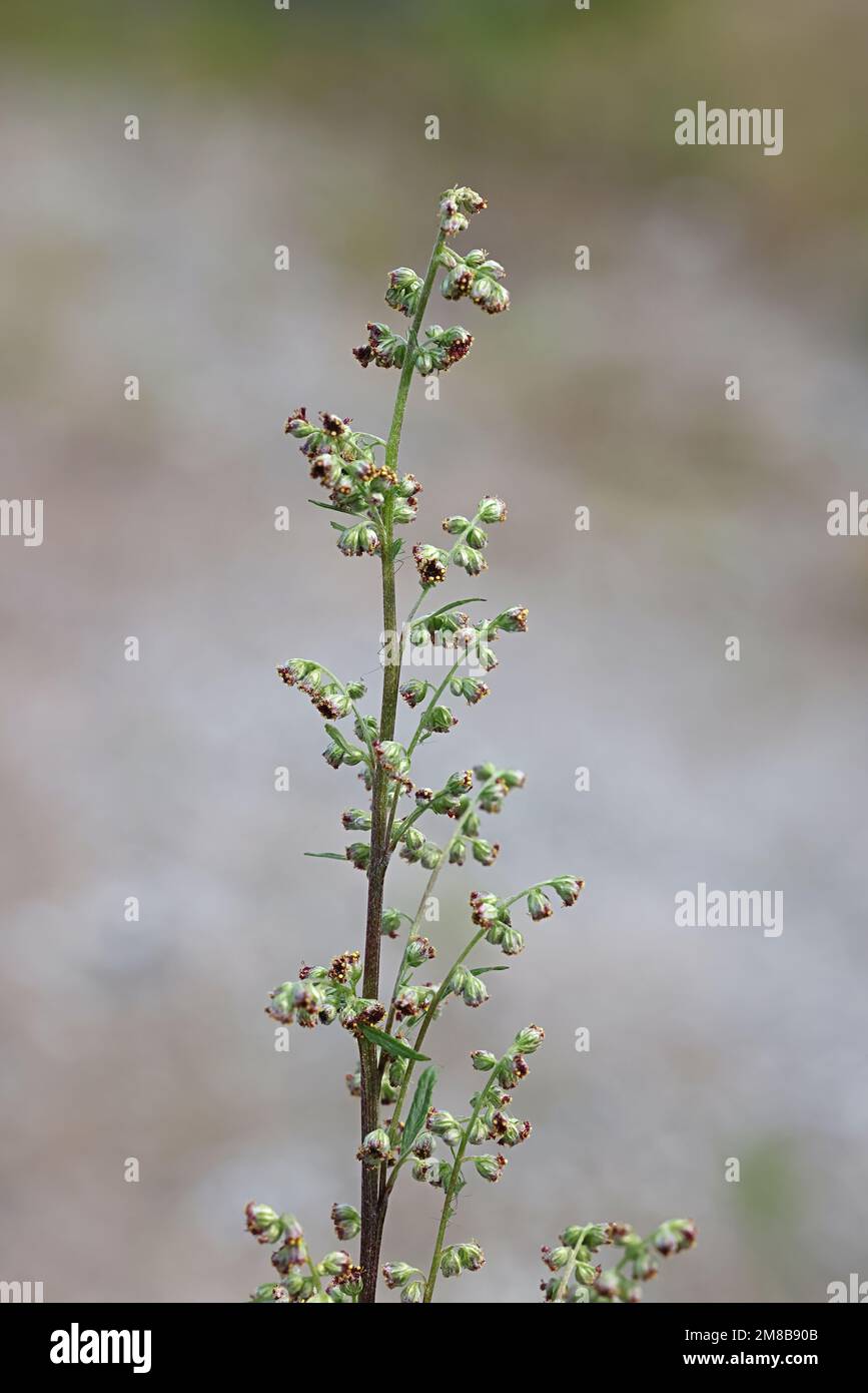 Artemisia vulgaris, als gemeinsame Beifuß bekannt, Riverside Wermut, elon Kraut, Chrysantheme Unkraut- oder wilder Wermut, eine traditionelle Heilpflanze Stockfoto
