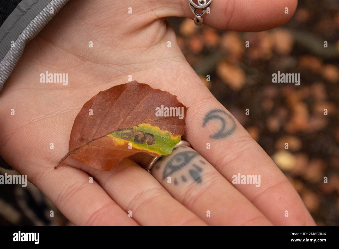 Einzigartiges Blatt-Naturmuster in der tätowierten Hand von Mädchen im Wald Stockfoto