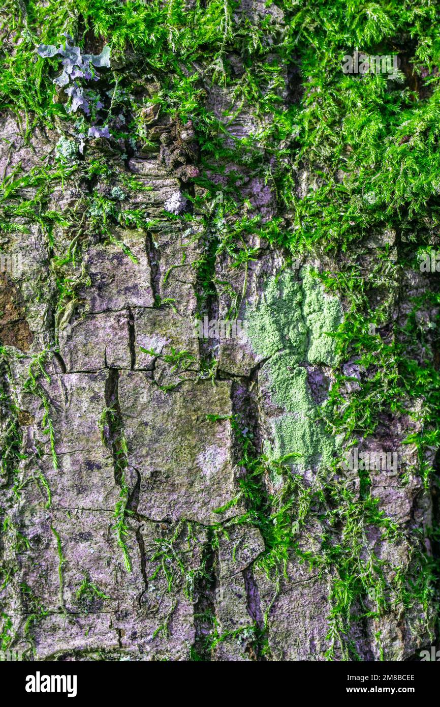 Üppige moosartige Baumrinde als Hintergrundstruktur Stockfoto