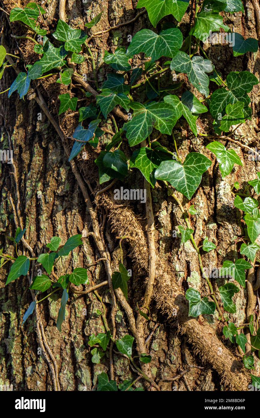 Weinblätter und Zweige, die sich im sonnigen Hintergrund um die Rinde eines Baumes wickeln, sind abstraktes Naturdesign Stockfoto