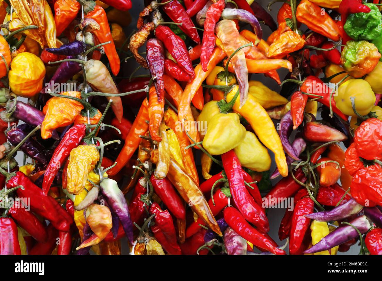 Tapete aus mehrfarbigen reifen Paprika Stockfoto