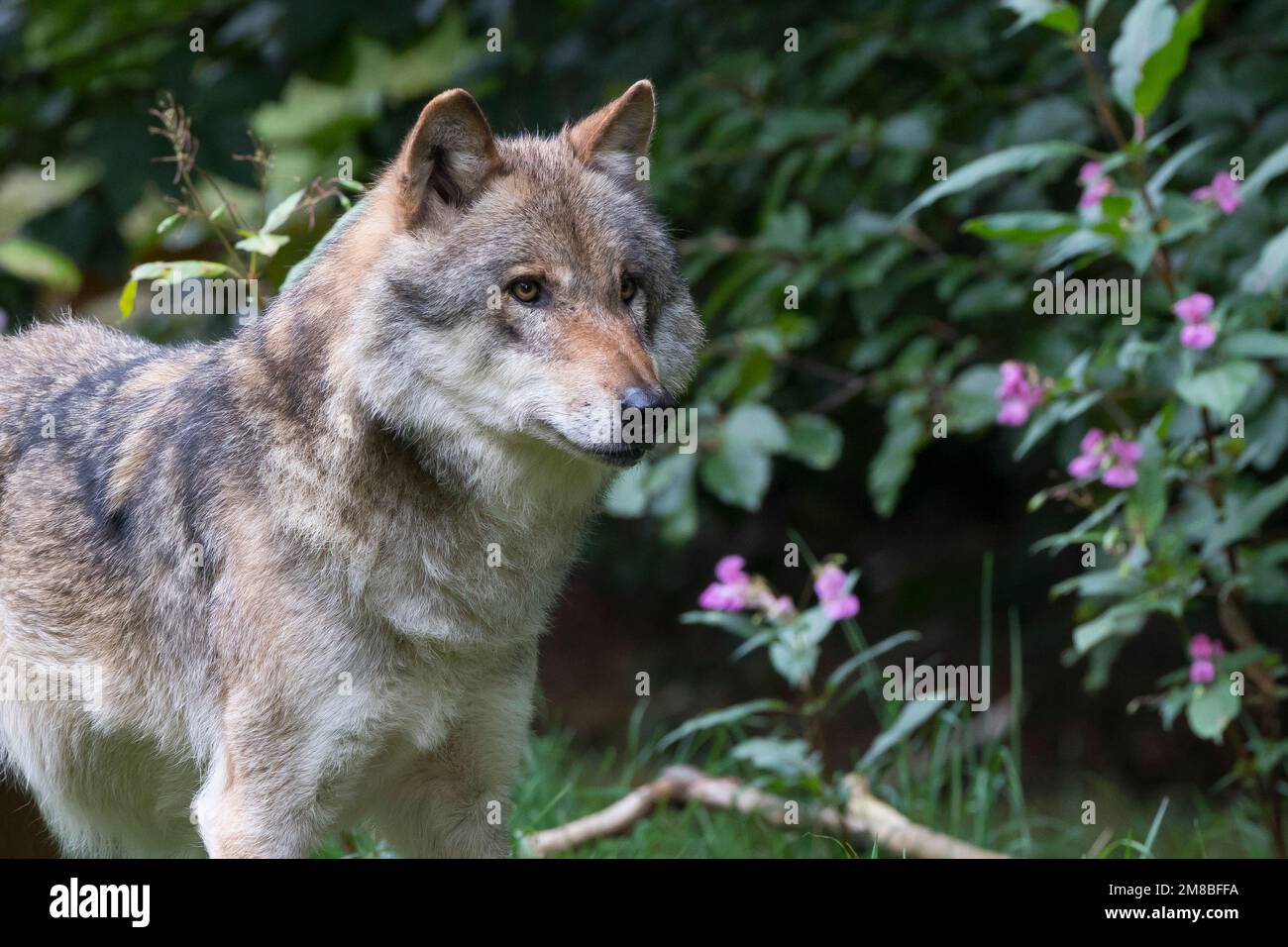Wolf, Wölfe, Canis Lupus, grauer Wolf, grauer Wolf, Le Loup gris Stockfoto