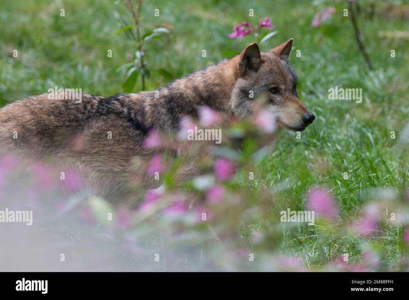 Wolf, Wölfe, Canis Lupus, grauer Wolf, grauer Wolf, Le Loup gris Stockfoto