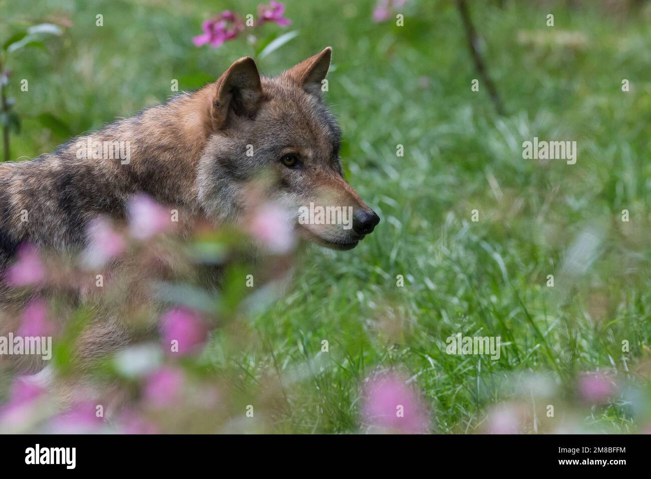 Wolf, Wölfe, Canis Lupus, grauer Wolf, grauer Wolf, Le Loup gris Stockfoto