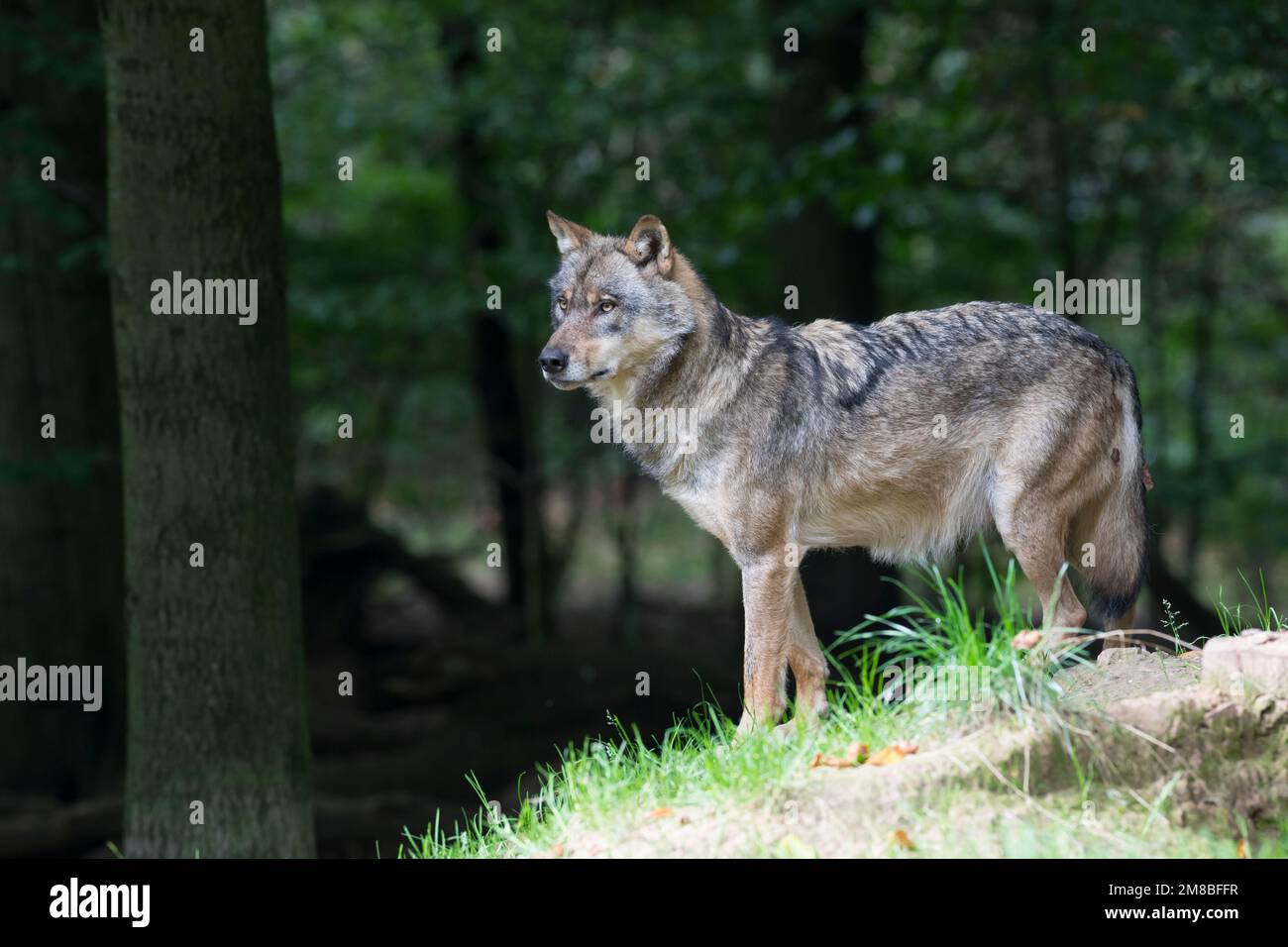 Wolf, Wölfe, Canis Lupus, grauer Wolf, grauer Wolf, Le Loup gris Stockfoto