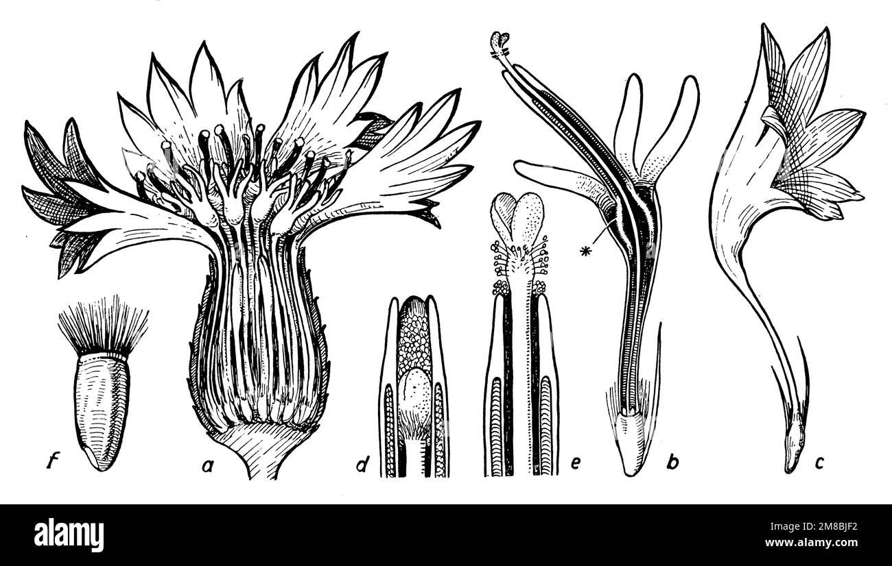 Centaurea cyanusa flower corolla im Längsschnitt, b tubuläre Blume, c trichterblume, d oberes Ende des Staminatrohrs mit noch nicht entfaltetem Stigma, e dasselbe mit gespreizten Stigmalappen, f Frucht mit haarigem Kelch, Centaurea cyanus, (Biologiebuch, 1941), Kornblume, A Blütenkörbchen im Längsschnitt, b Röhrenblüte, c Trichterblüte, d oberes Ende der Stsaubbeutelröhre mit der noch nciht entfalten Narbe, e dasselbe mit ausgebreiten Narbenzipfeln, f Frucht mit Haarkelch, bleuet des champs, a capitule en Coupe longitudinal, mitur en trériee en troné, mitur de trériee e en troné en tube Stockfoto