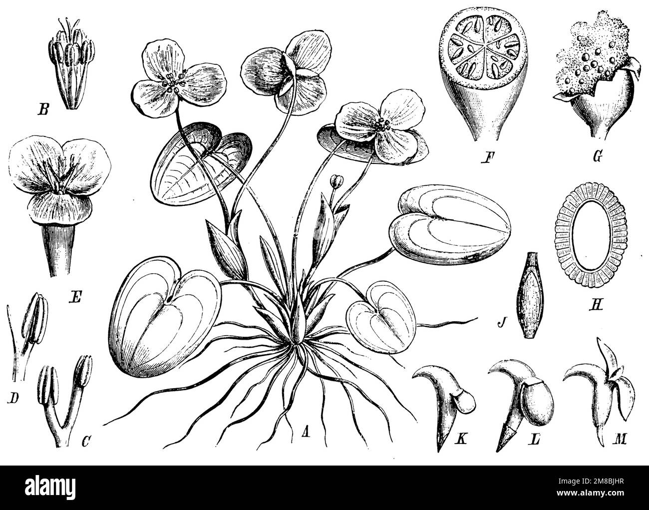 frogbit, Eine Blütenpflanze, B-D-Stämme, E-weibliche Blumen, F-G-Früchte, H, J Seed, K-M Keimung, Hydrocharis morsus-ranae (Flaschenbuch, Ca. 1900), Froschbiss, A blühende Pflanze, B-D Staubgefäße, E weibliche Blüten, F, G Frucht, H, J gleich, K-M Keimung, Morène, ou Petit nénuphar, grenouillette, morène des grenouilles ou hydrocharis des grenouilles, A plante en fleur, B-D étamines, E fleurs femelles, F-, G fruit, H, J-Körnung, K-M-Keimung Stockfoto