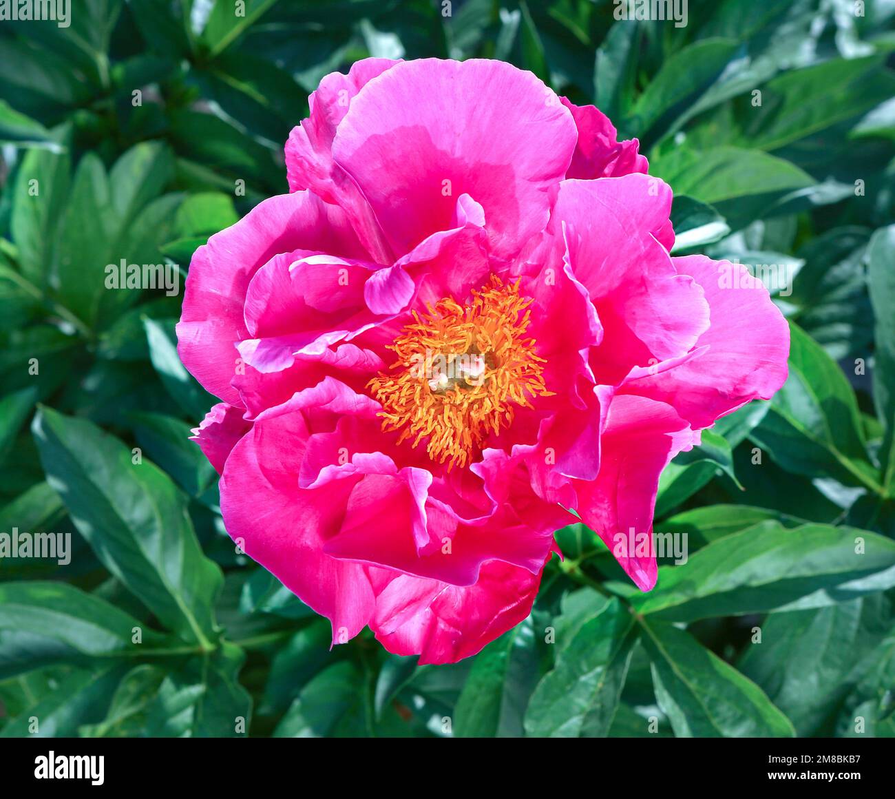 Pink-Blumen-Pfingstrosen mit grünen Blättern im Hintergrund. Pfingstrosen-Garten. Stockfoto