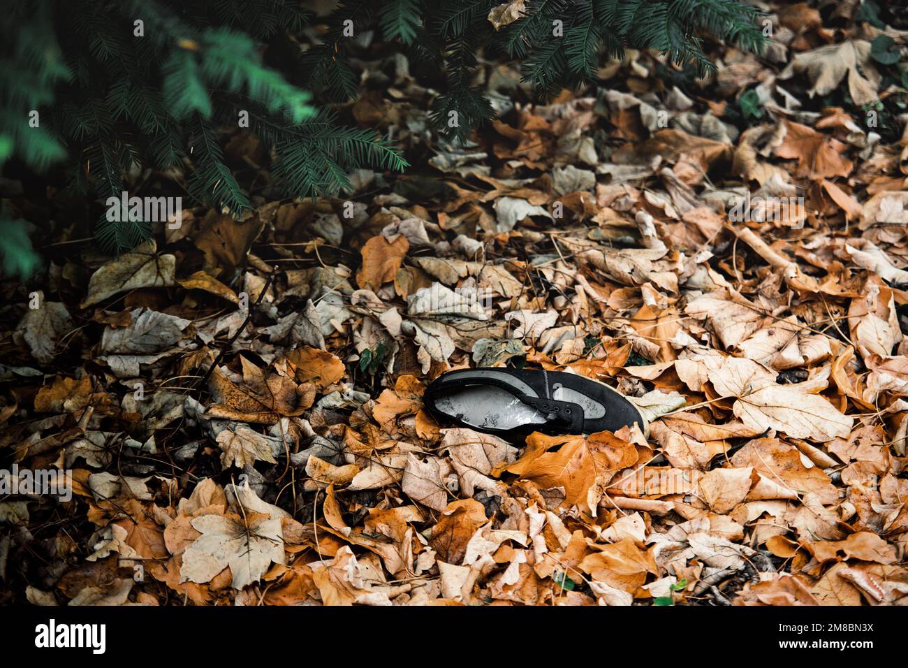 Ein verlorener Schuh im Herbstlaub im Wald. Stockfoto Ein verlorener Schuh im Herbstlaub im Wald. Stockfoto