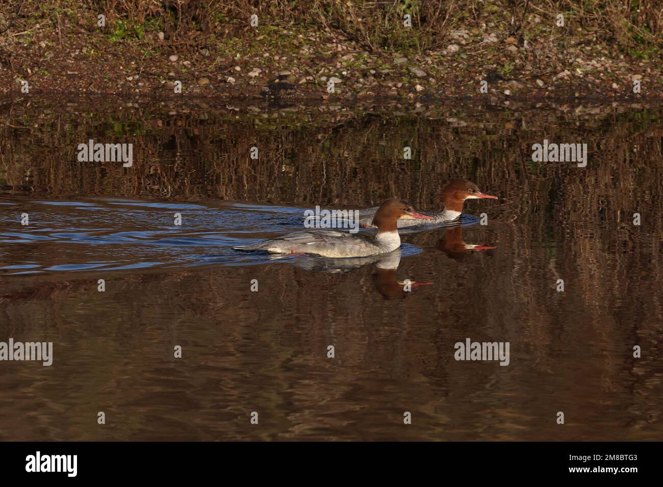 Goosander schwimmt auf dem See Stockfoto
