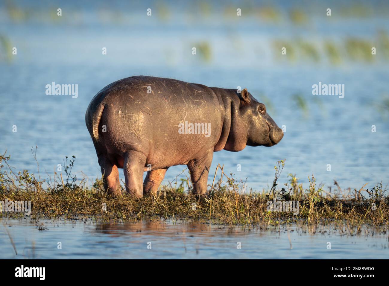 Baby-Nilpferd steht auf einer Insel im Fluss Stockfoto