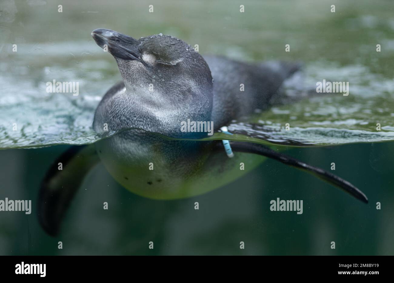 Ein junger Pinguin badet in einem Aquarium Stockfoto