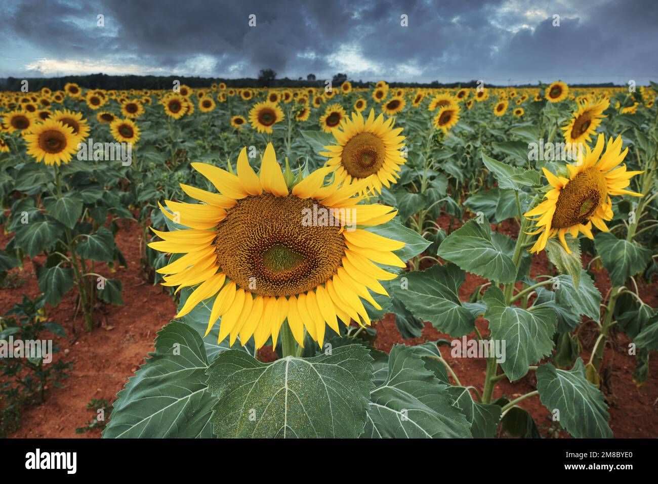 Leuchtend gelbes Sonnenblumenfeld vor einem dunkelblauen dramatischen Himmel im Sommer. Landwirtschaft in der Provence, Frankreich. Stockfoto