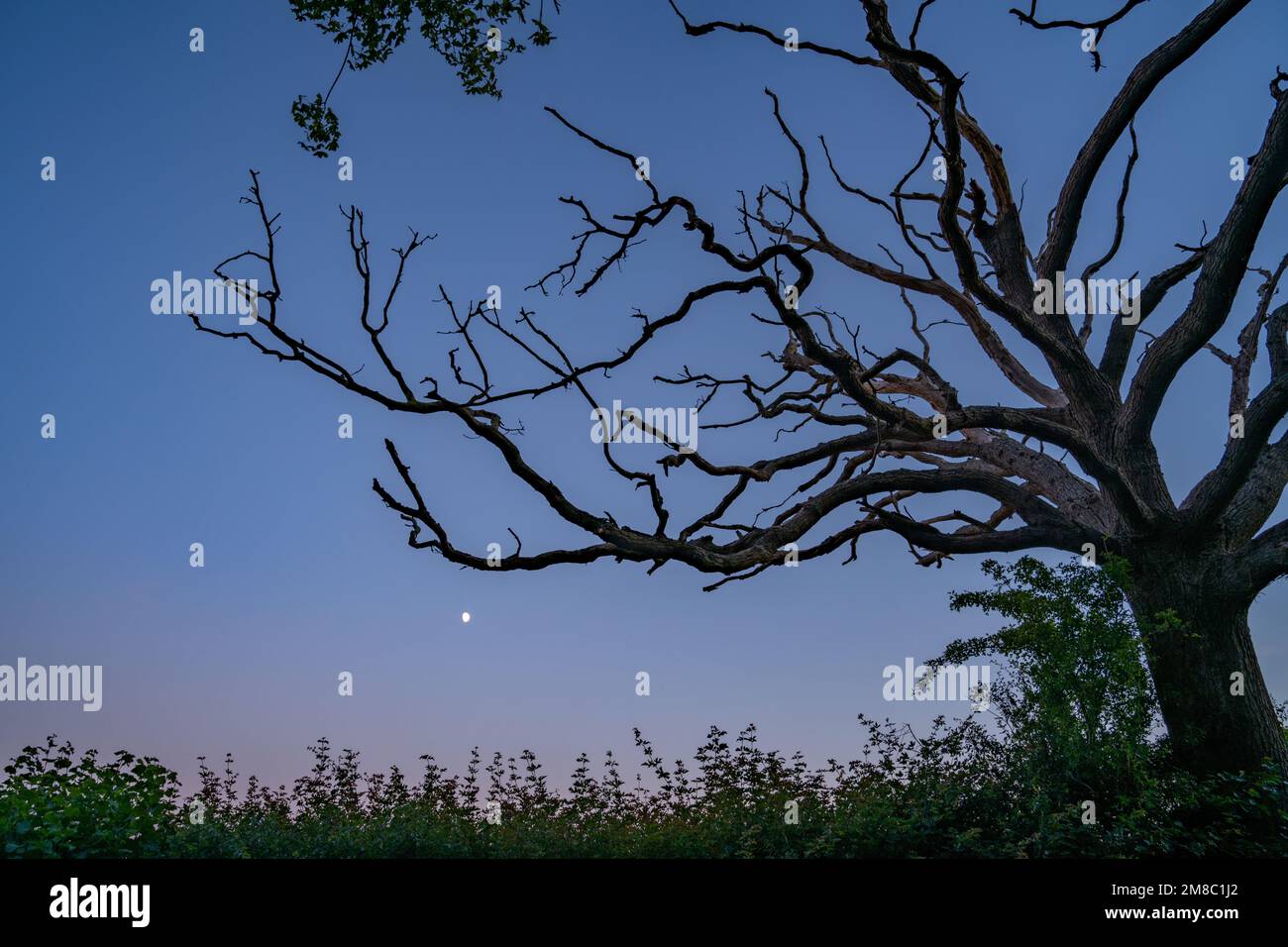 Der Mond erhebt sich hinter den Ästen eines toten Baumes an einem Sommerabend in der Dämmerung. Stockfoto