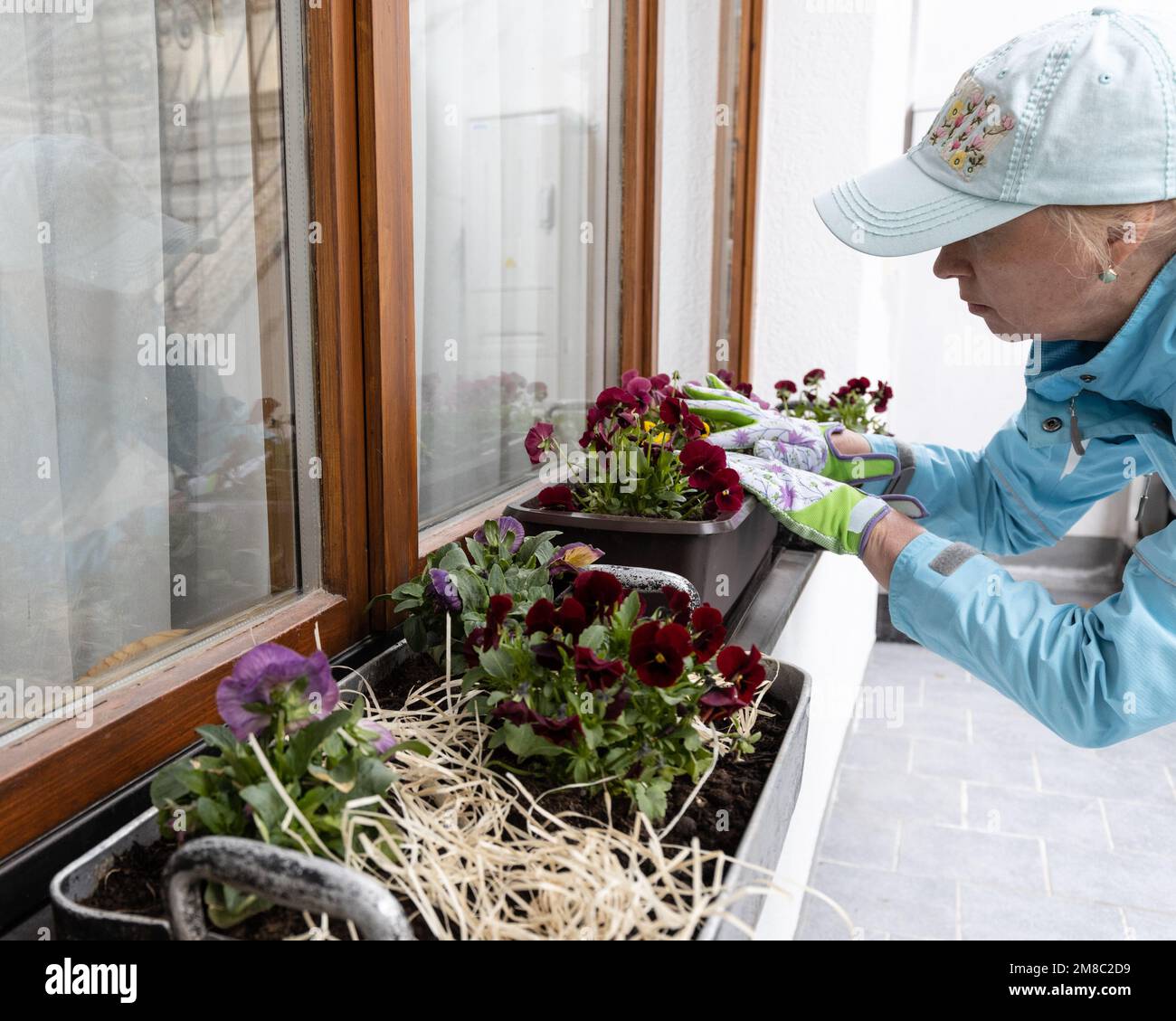 Eine Frau, die Blumen auf der Fensterbank pflegt Stockfoto