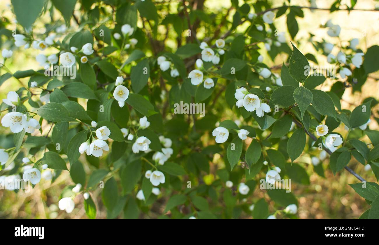 Philadelphus coronarius (süße orangefarbene, englische Hundehöhle). Weißer Garten Jasminblumen. Frühlingsblütenhintergrund. Panorama, Banner. Stockfoto