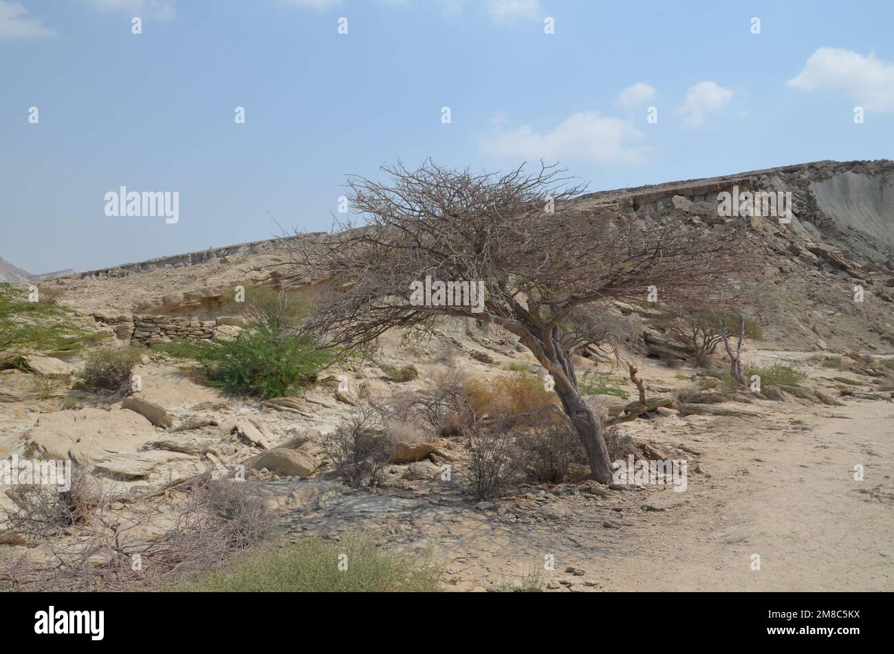 Trockene und felsige Landschaft mit Bäumen und Pflanzen auf Qeshm Island, Iran Stockfoto