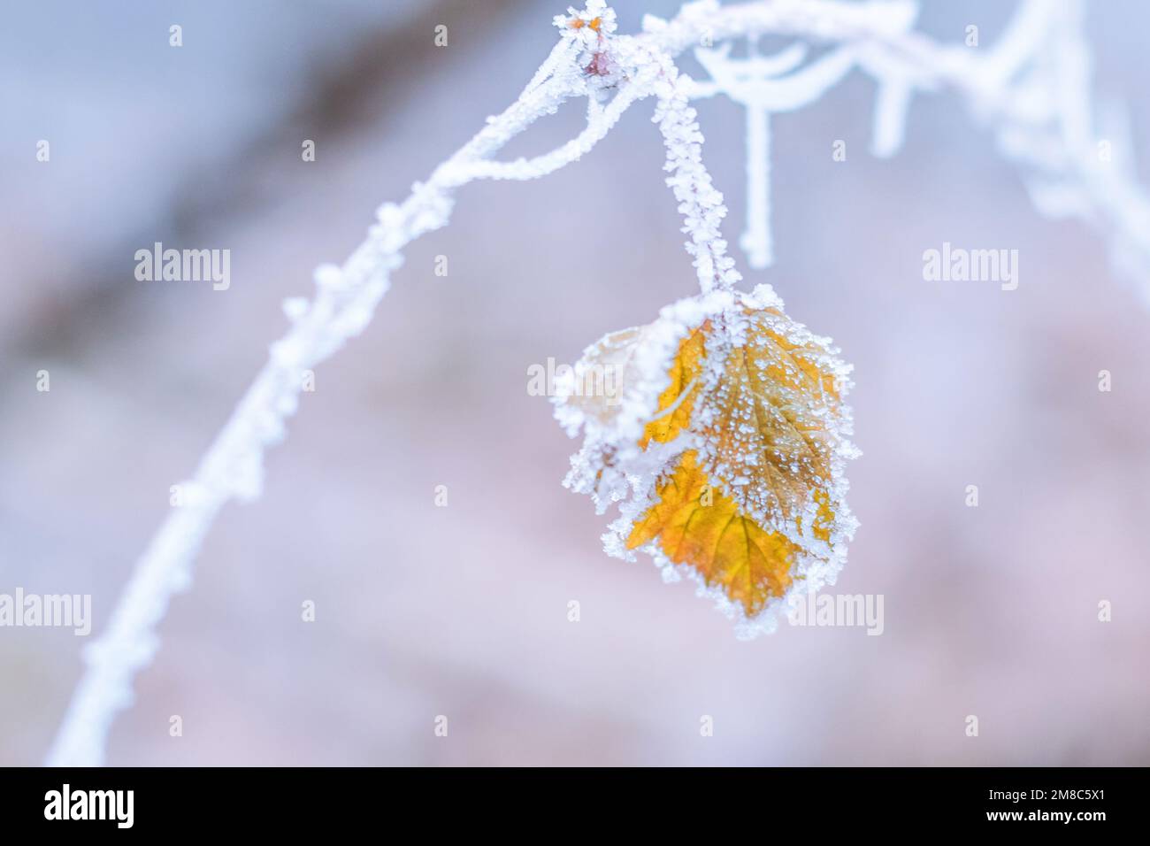 Frostiges gelbes Blatt bei Winterkälte Stockfoto