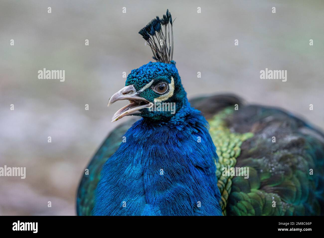 Indischer Pfau oder männlicher Pfau Nahaufnahme von Kopf, Schnabel und Federn Stockfoto