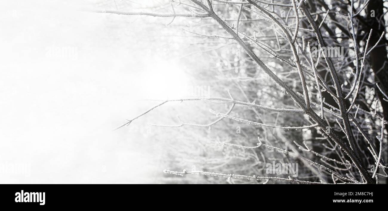 Heiserfrost auf Büschen Stockfoto