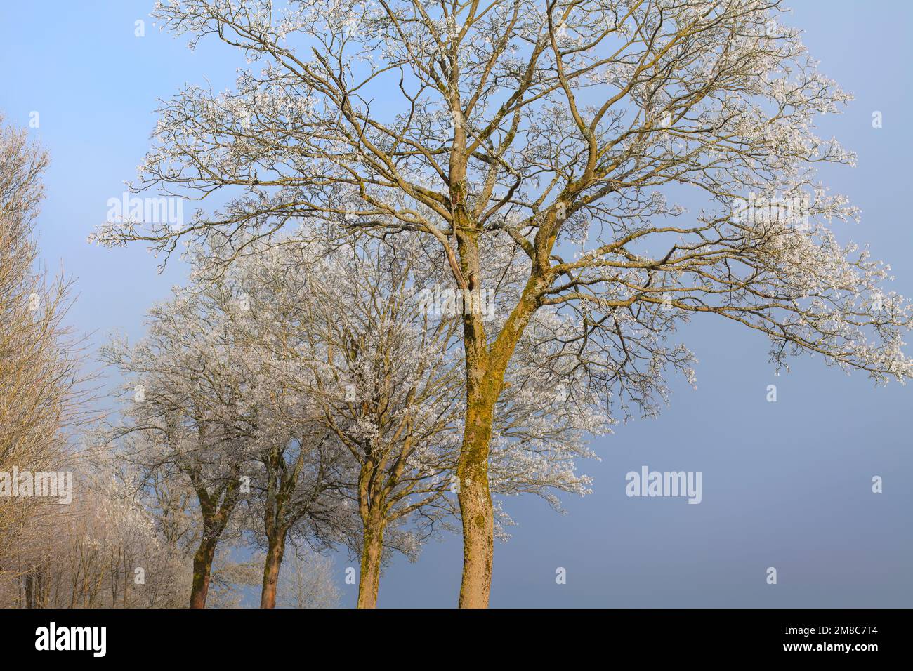 Heiterfrost auf einem Baum Stockfoto