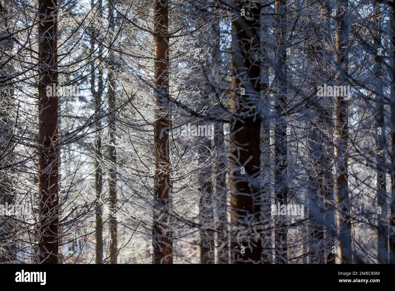 Heiserfrost in einem Fichtenwald Stockfoto