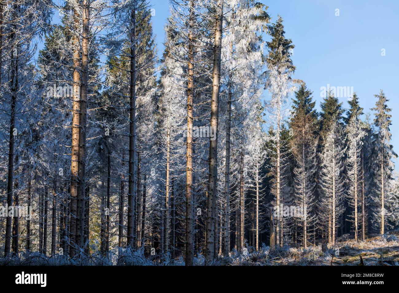Heiserfrost in einem Fichtenwald Stockfoto