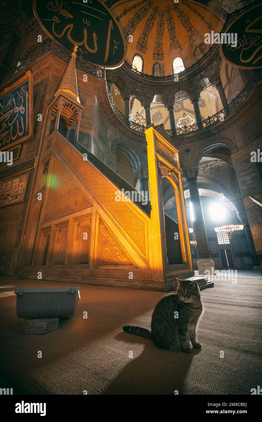 Cat Inside Hagia Sophia Grand Mosque, ehemals die Kirche der Hagia Sophia, ist ein spätantikes Gotteshaus in Istanbul. Baujahr 537. Stockfoto