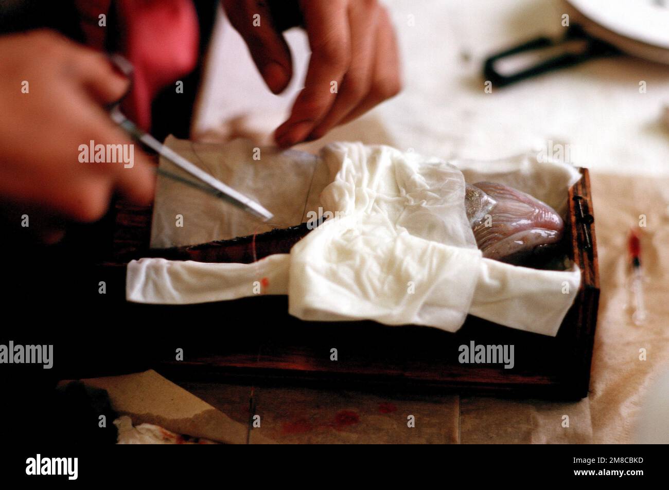 Ein Student, der an einem Projekt der National Science Foundation an der McMurdo Station teilnimmt, führt im Rahmen einer Meeresbiologiestudie einen Test an einem smaragdgrünen Felsdorsch durch. Land: Antarktis (ATA) Stockfoto