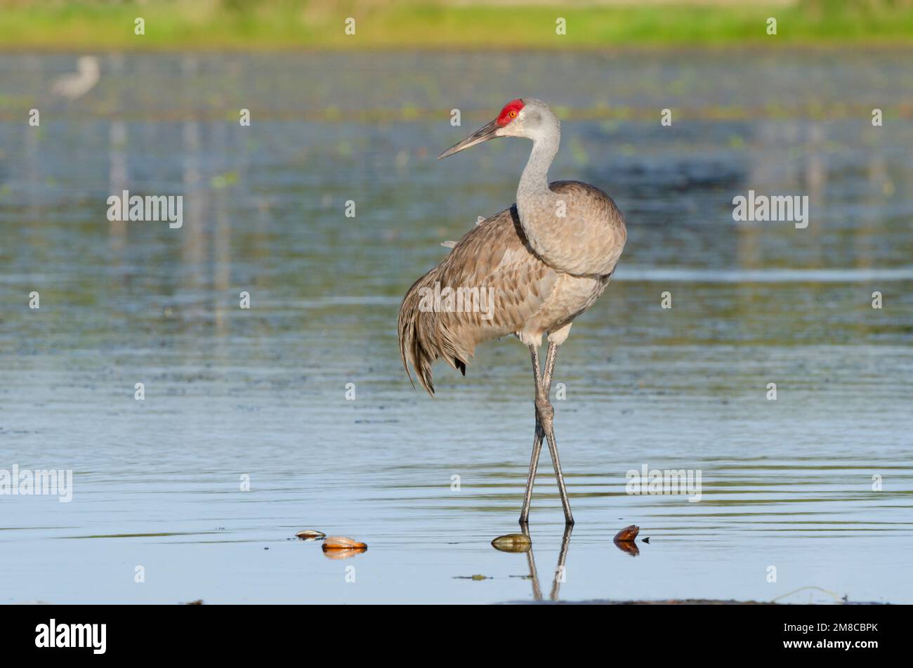 Sandhill Crane (Grus canadensis). Myakka River State Park, Florida. Stockfoto