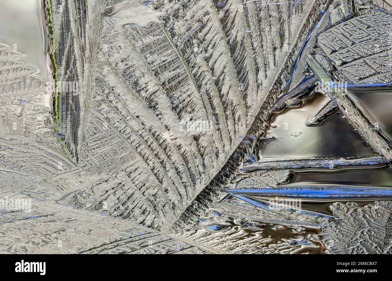 Baxter State Park, Maine, USA. Balsam Fir (Abies balsamea). Das erste Eis der Saison ummantelte Tannenzweige und Nadeln in einem kleinen Teich. Stockfoto
