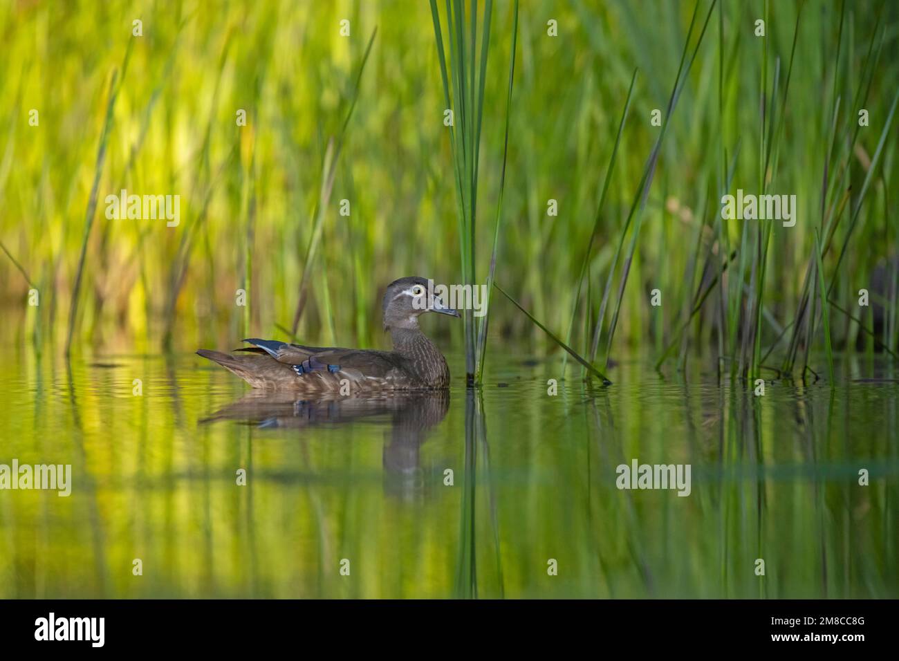Weibliche Holzente (Aix sponsa). Frühling im Acadia-Nationalpark, Maine, USA. Stockfoto