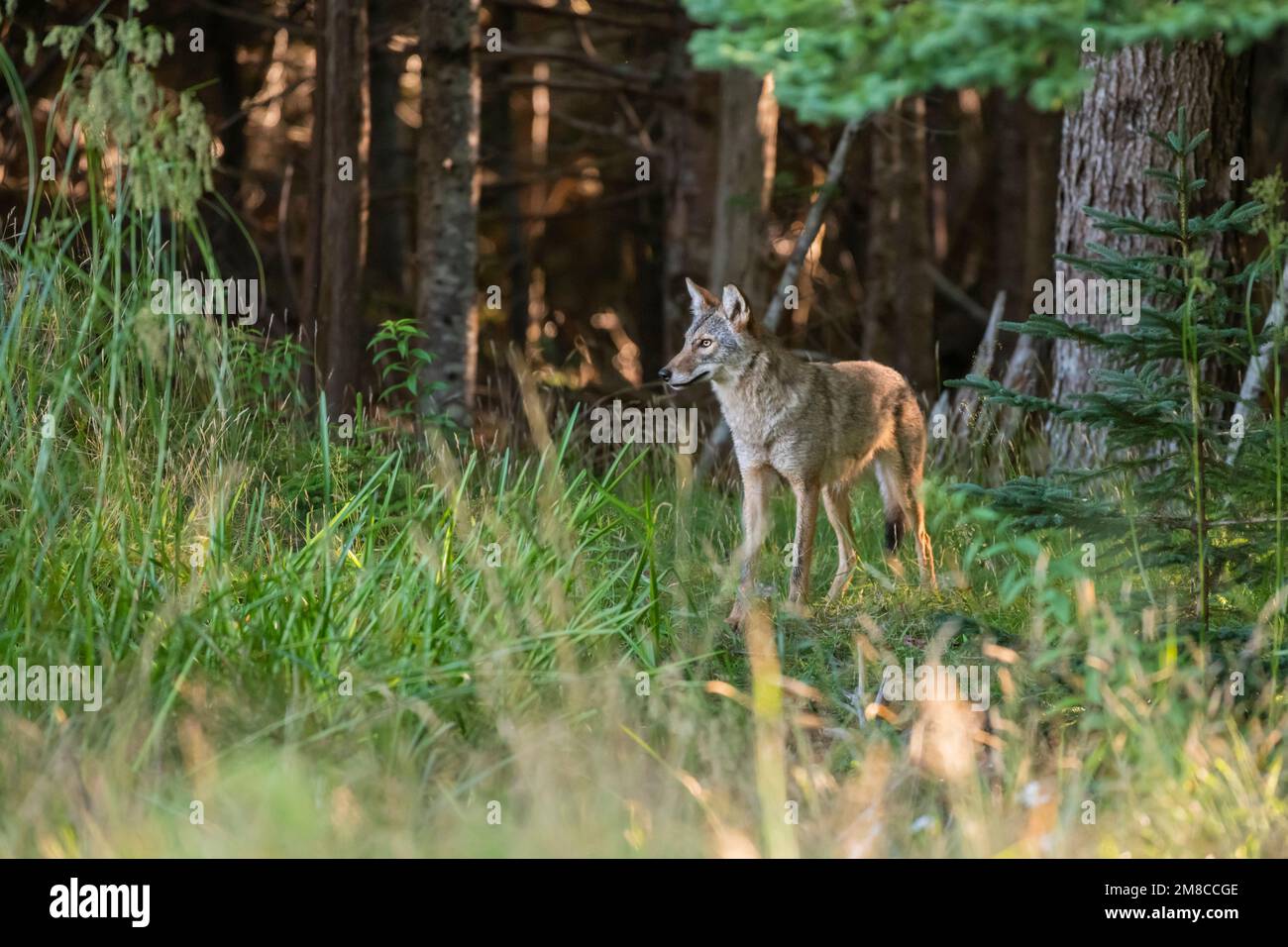 Östlicher Kojote (Canis latrans var). Acadia-Nationalpark, Maine, USA. Stockfoto